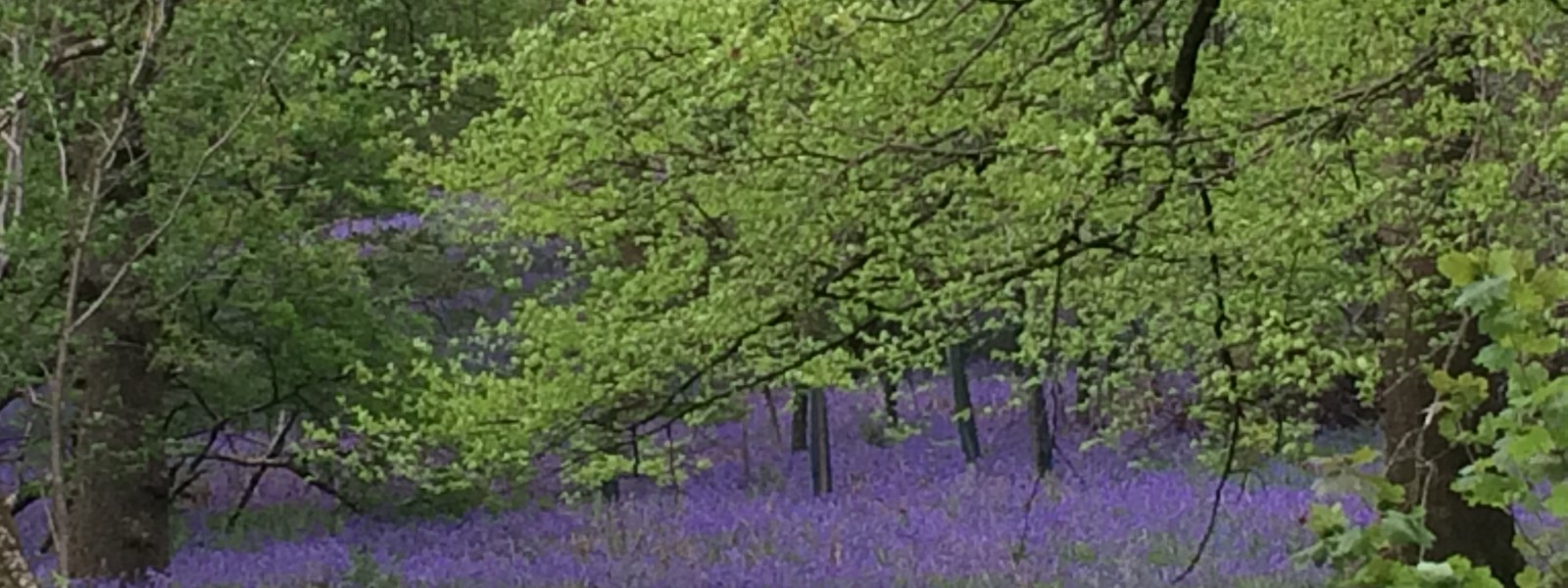 Bluebells in Cumbria