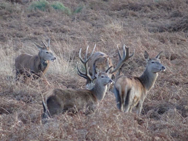 deer in Richmond Park