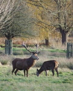 deer in Richmond Park