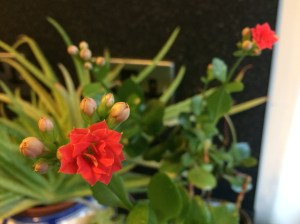 flowers