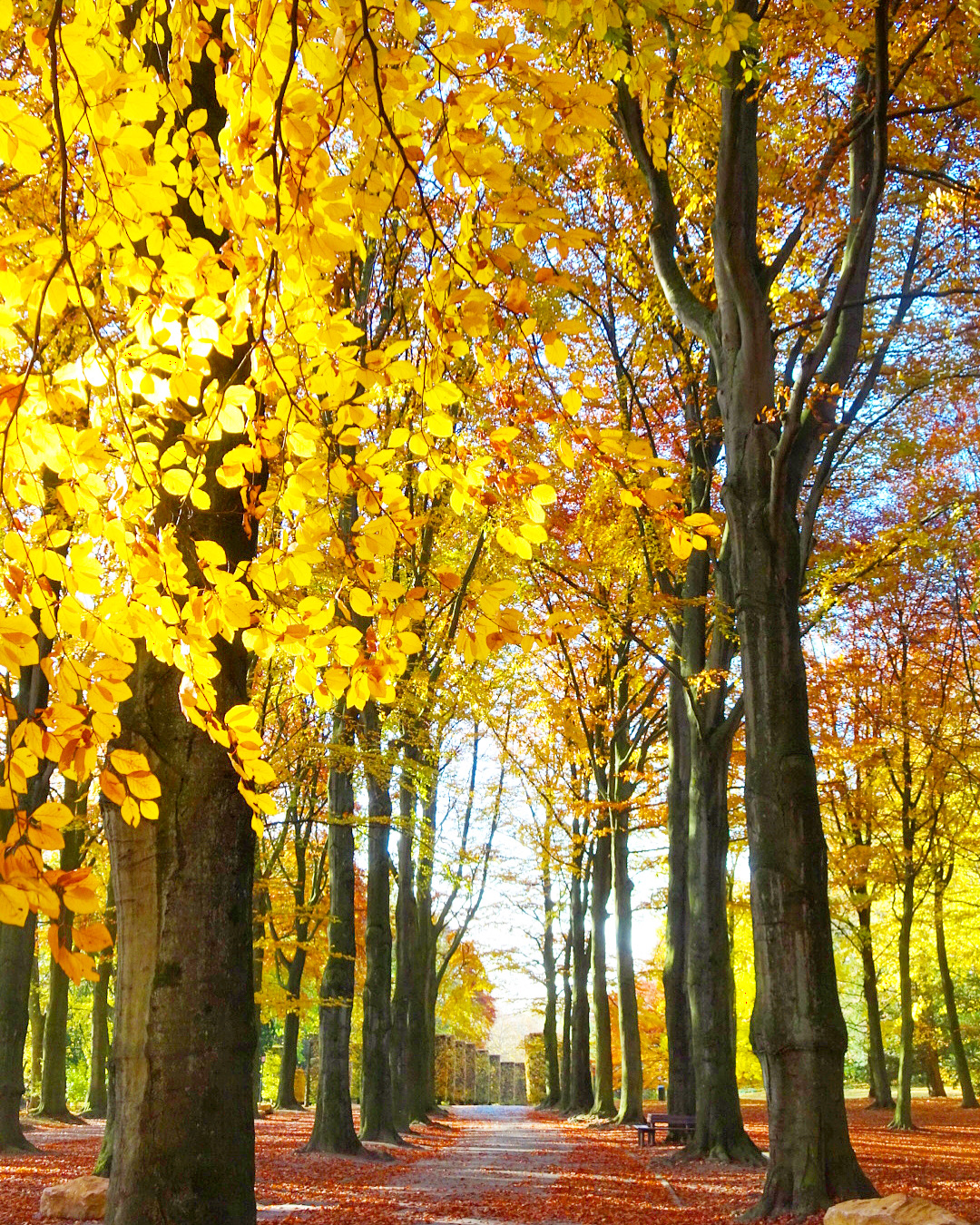 An avenue of autumnal trees in a Brussels park