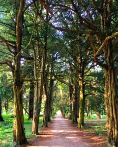 Avenue of trees with a path down the middle