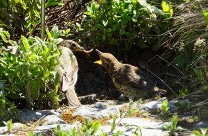 A bird feeding a worm to an open-beaked fledgeling