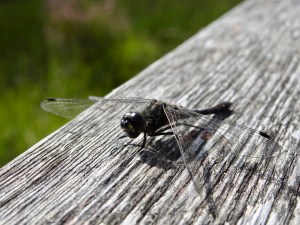 dragonfly