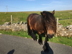Fell pony approaching the camera