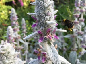 Close up of a bee approaching a lamb's lug flower