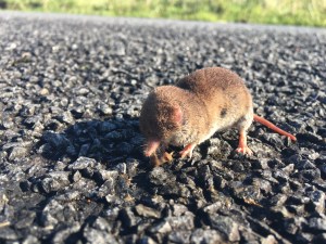 A small brown mole on the tarmac, close up