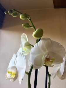 White orchid flowers and buds