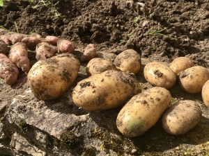 Close-up of potatoes still covered in earth