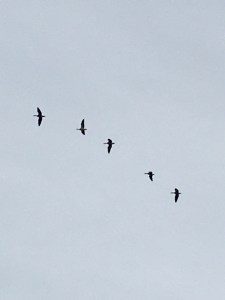 geese silhouetted against the sky